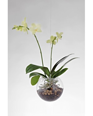 FLYING ORCHIDS / 160 mm